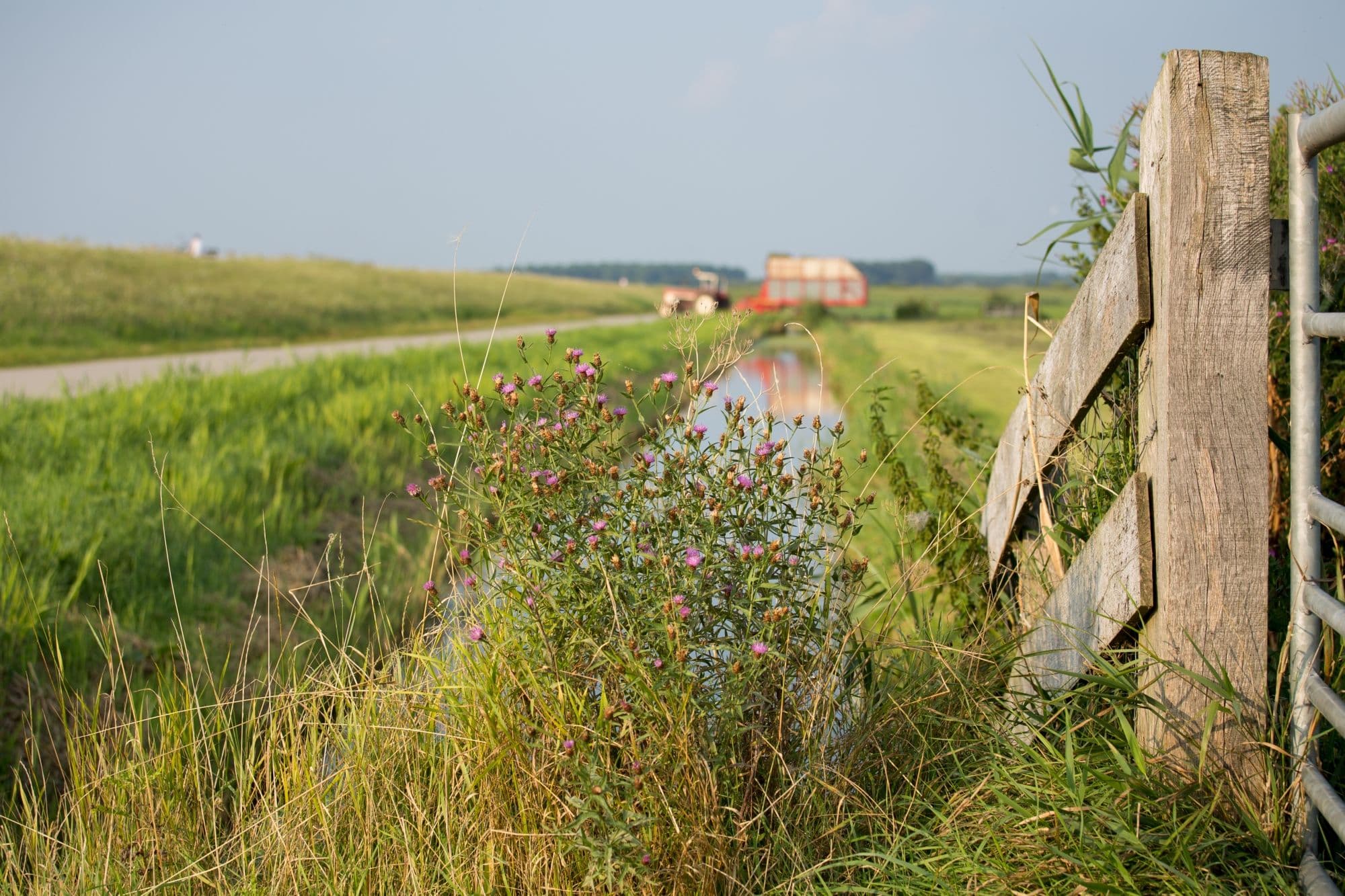 Sloot langs grasland en dijk