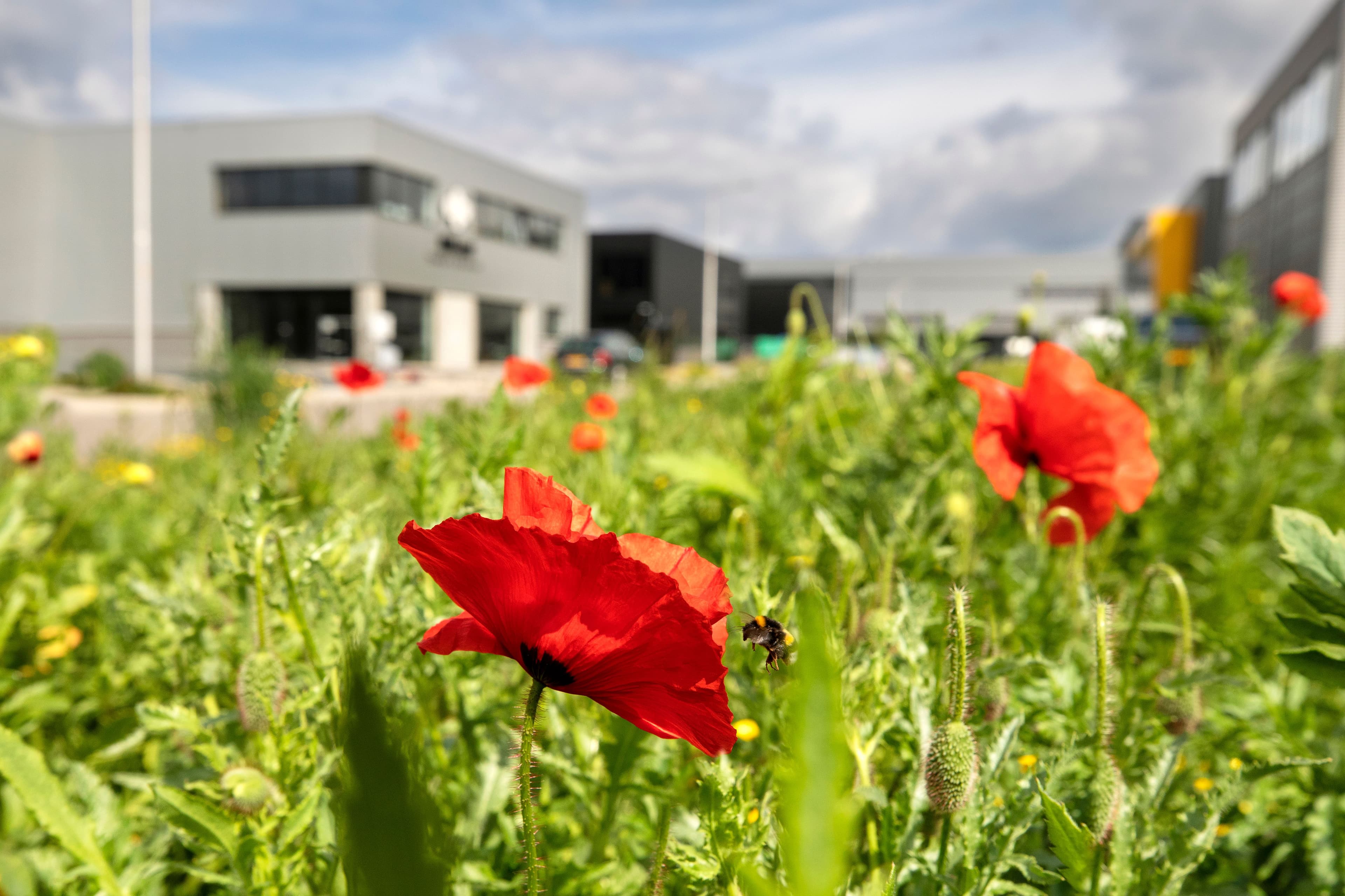 Klaprozen op voorgrond bij een kantoorgebouw