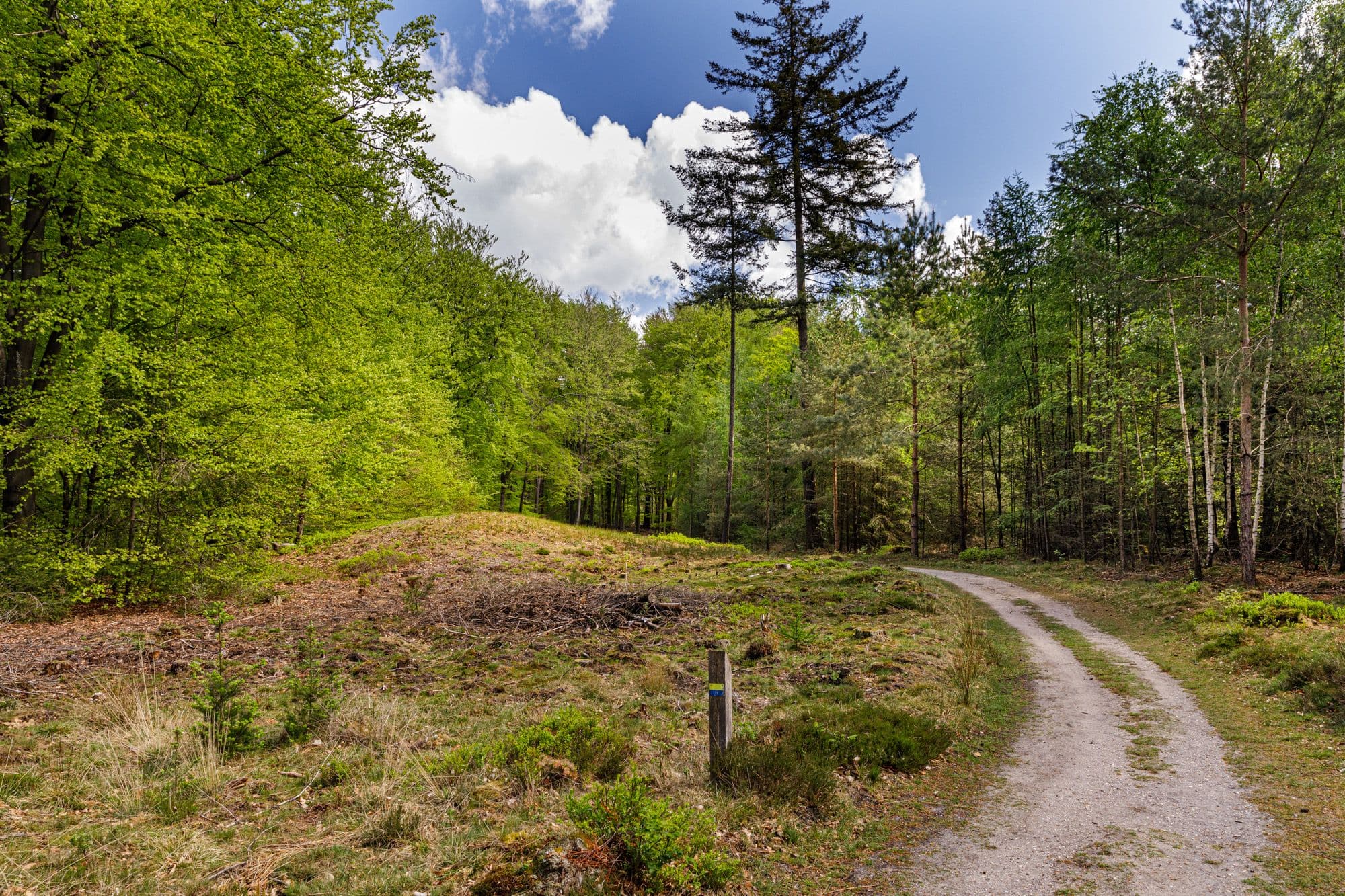 pad in de natuur