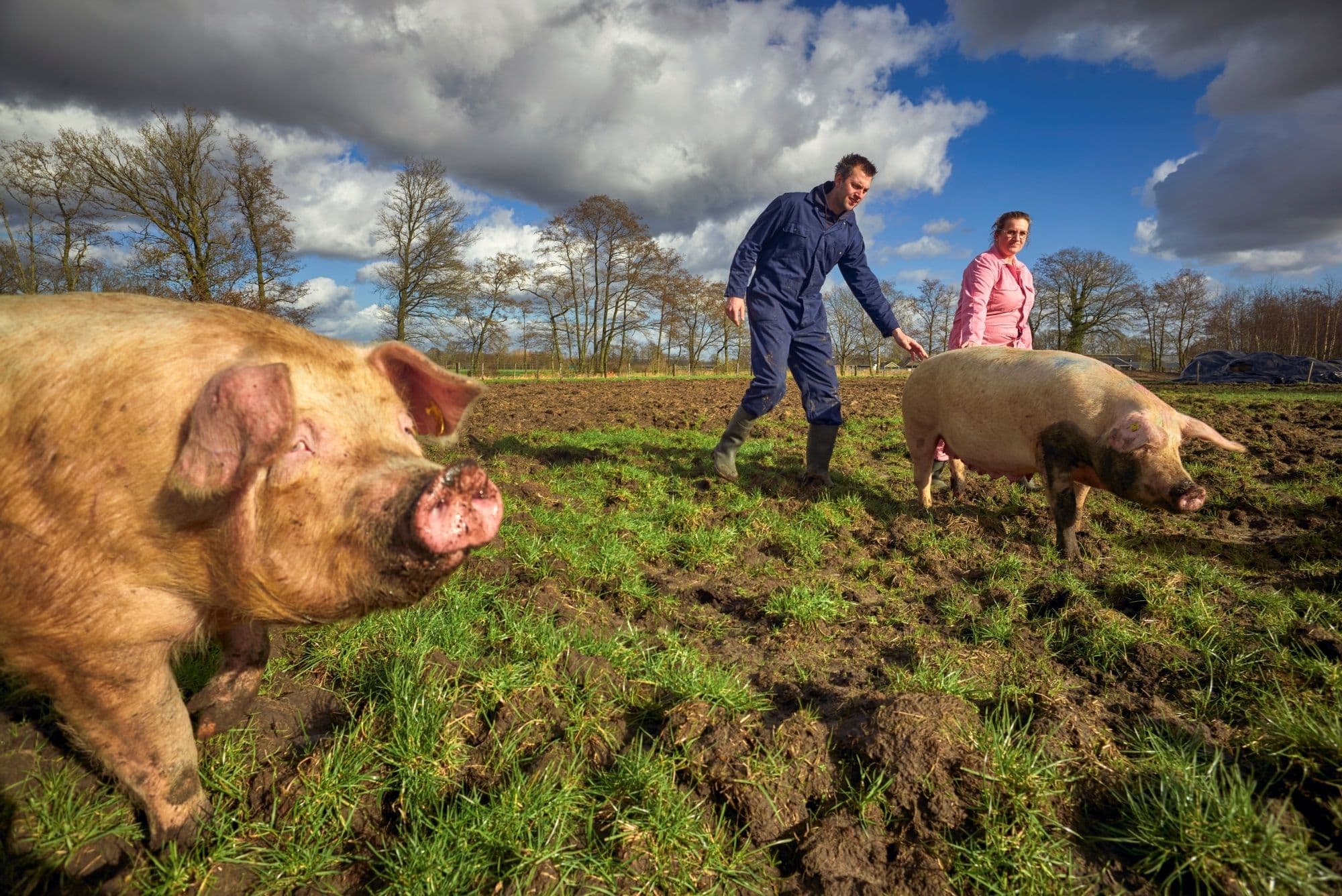 Varkens en boeren samen wandelend in de wei