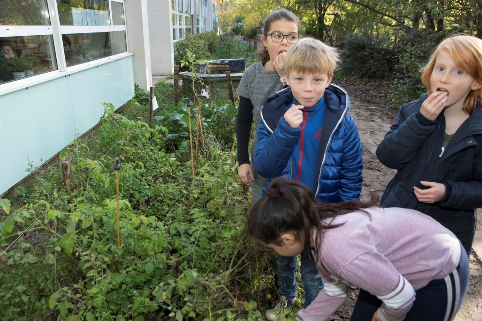 Kinderen eten van gewas