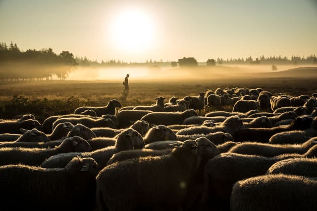 heerde_recreatie_schaapskudde_dellen_herder_schaap.jpg