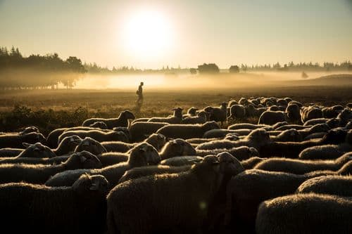 heerde_recreatie_schaapskudde_dellen_herder_schaap.jpg
