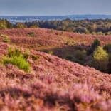 Paarse heide wandelroutes 