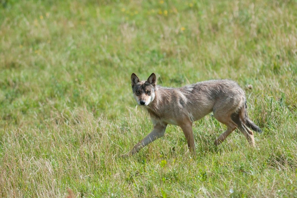 wolf_in_grasveld