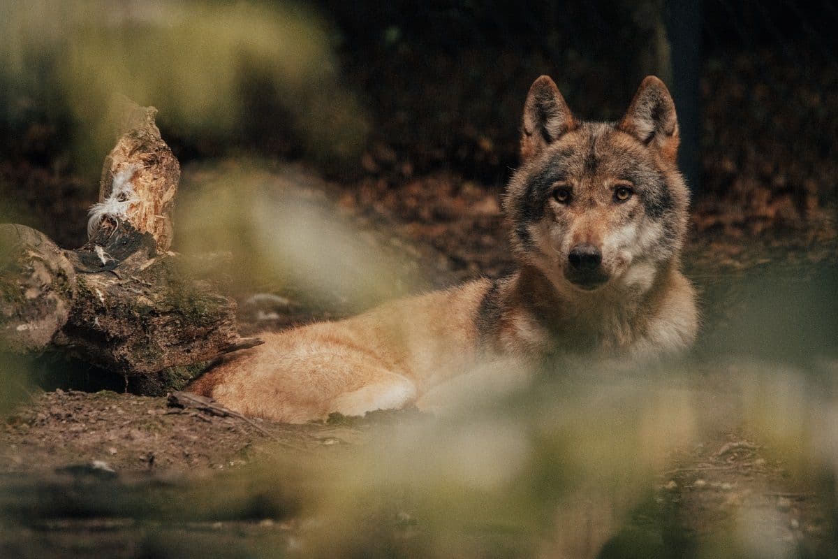 wolf in de natuur