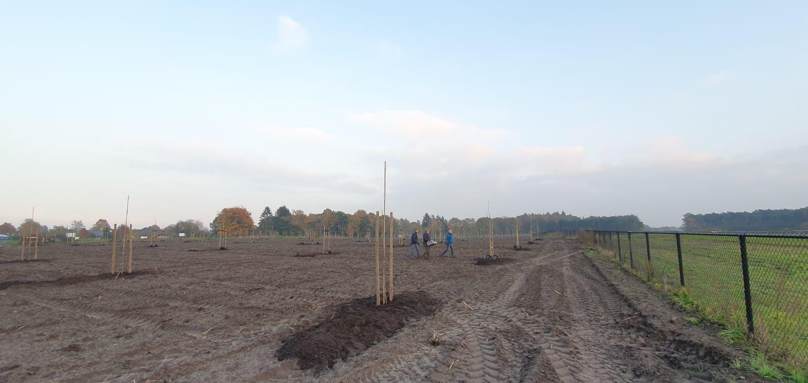 Subsidie voor agroforestry in Gelderland