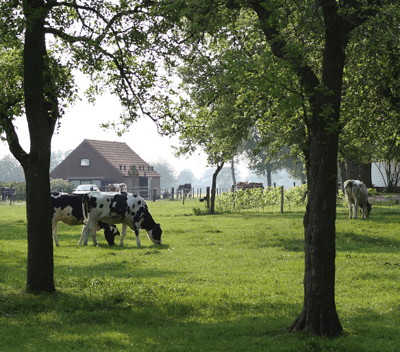 Koeien in de wei