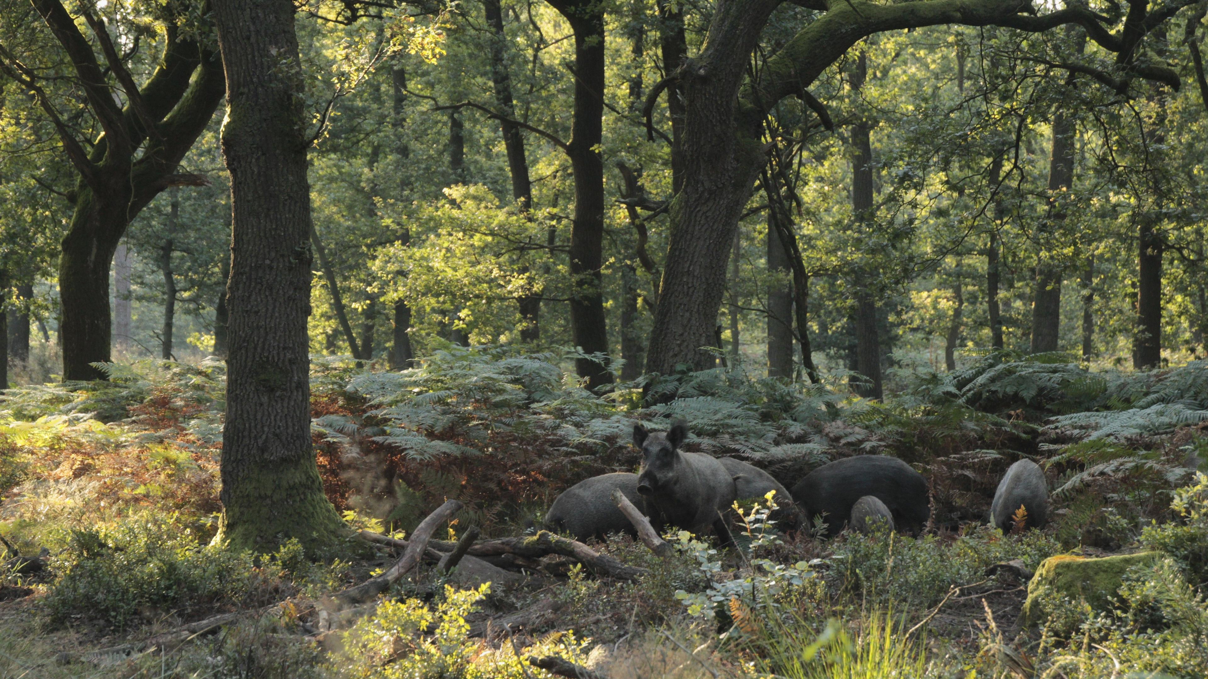 Wilde zwijnen in een bos Fotografie Els Branderhorst 