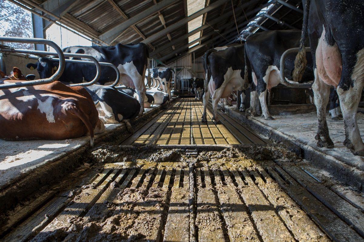 Subsidie voor Gelderse veehouder om stikstofuitstoot te verminderen 
