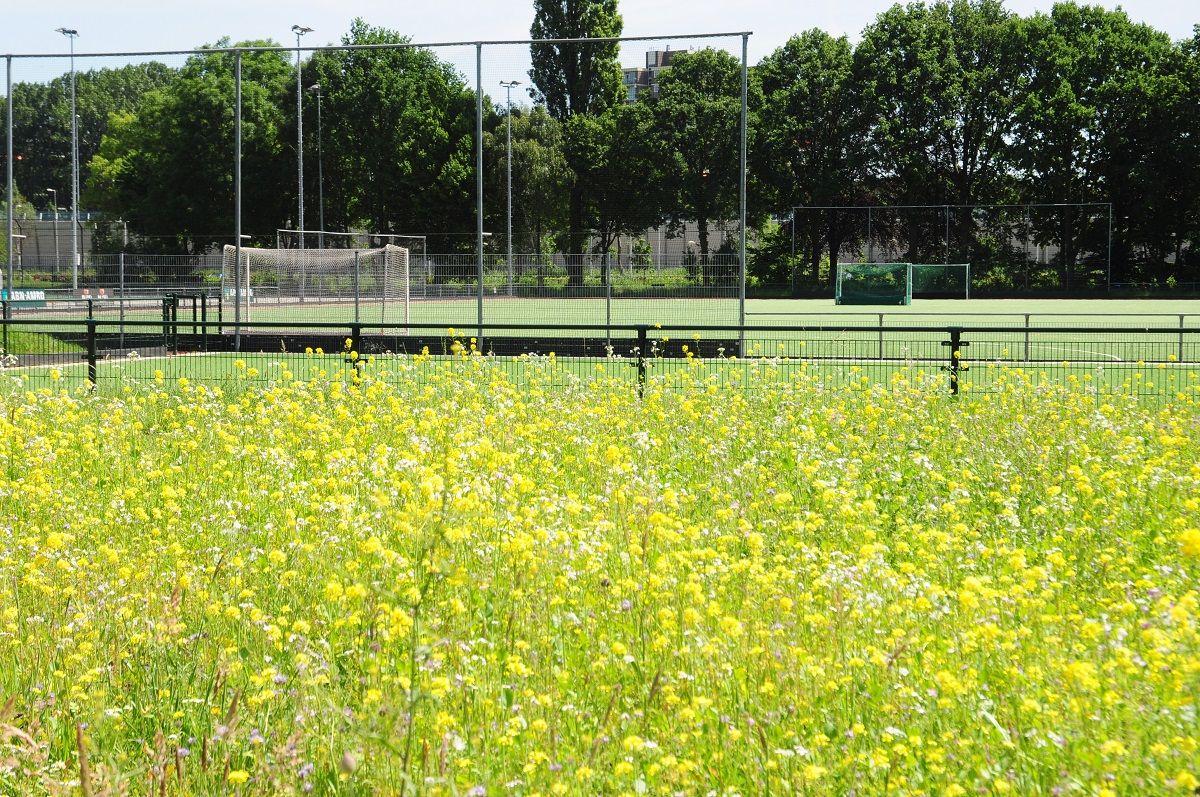 sportveld met doel en bloemenveld
