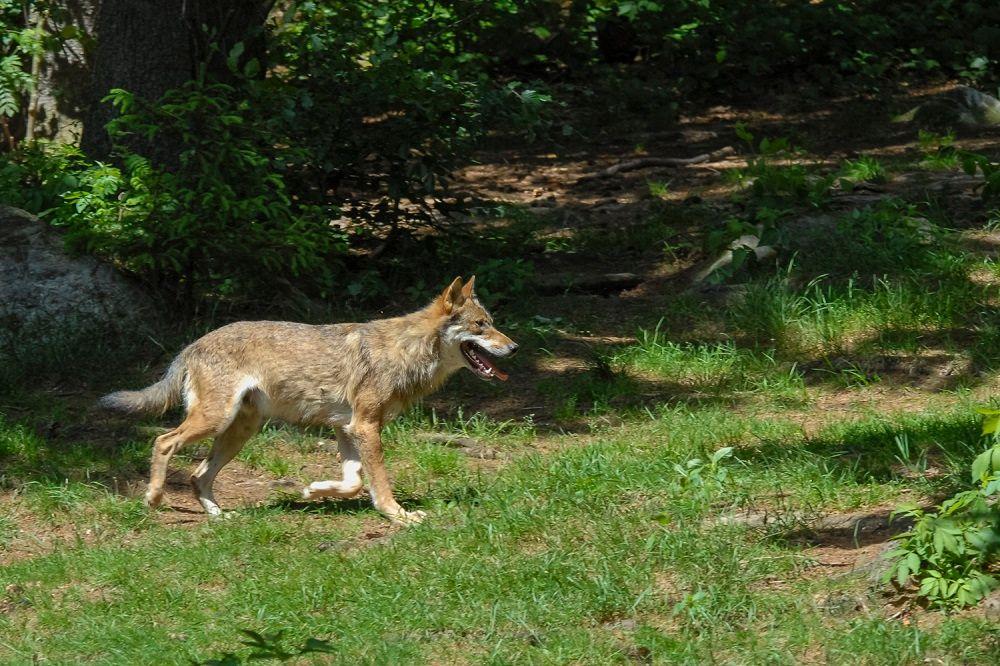 Handhavers Provincie Gelderland mogen wolf afschrikken