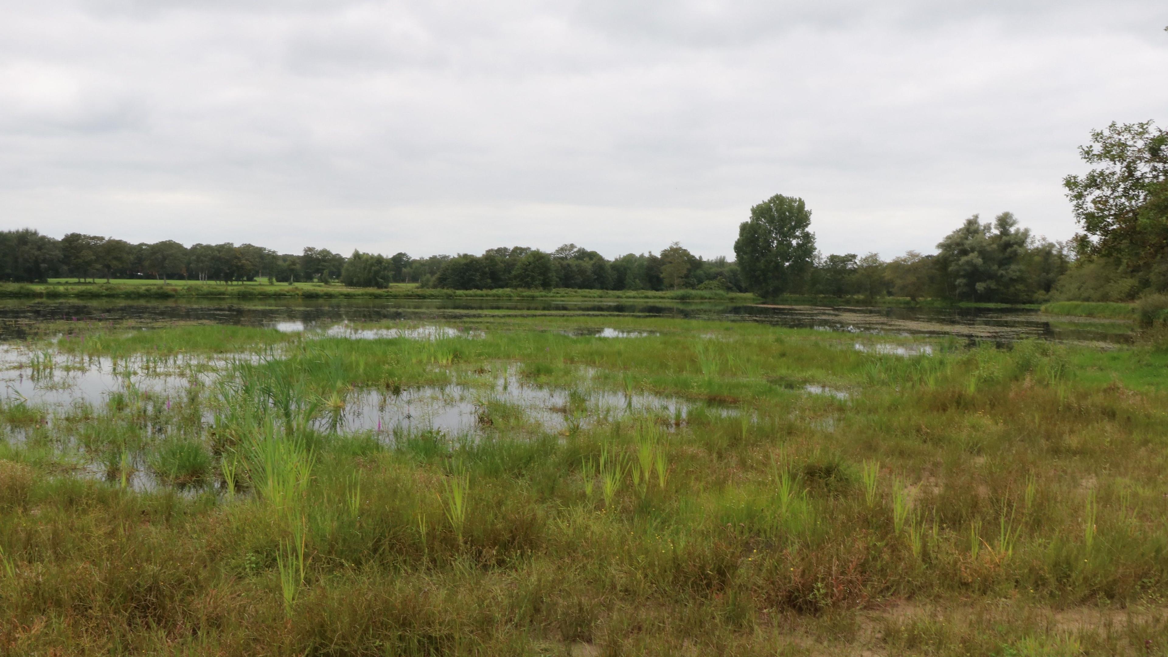 Korenburgerveen: een Natura 2000-gebied bij Winterswijk 