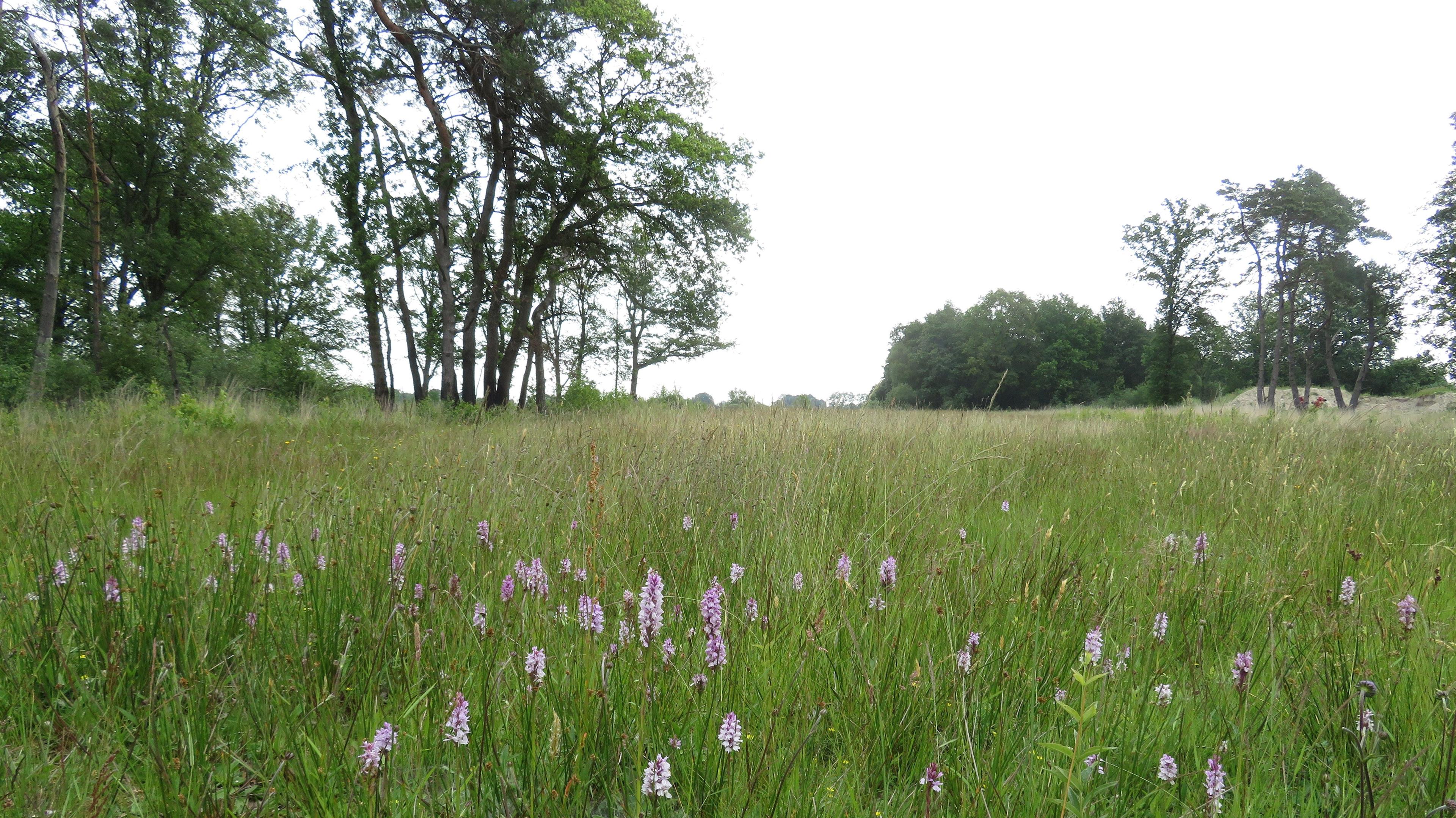 Landgoederen Brummen: Voorstonden - Leusveld, een Natura 2000-gebied bij Brummen