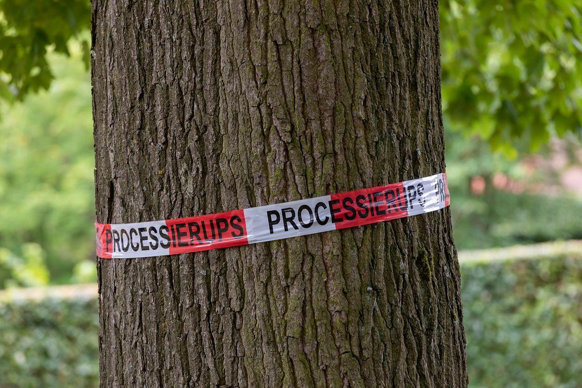 waarschuwingslint om boom voor processierups