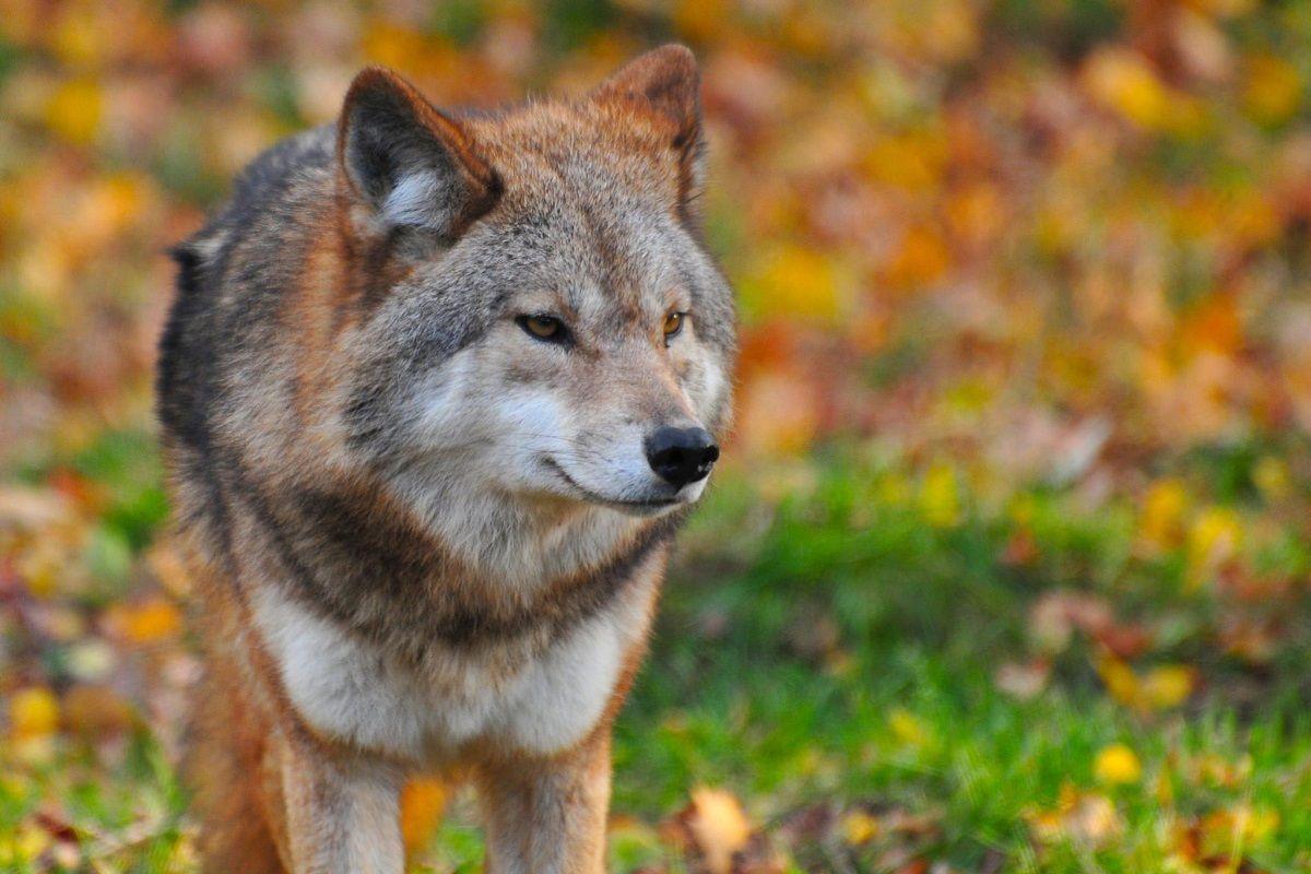 wolf in de natuur